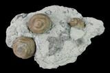 Plate of Gastropod (Cyclonema) Fossils - Ohio #138845-1